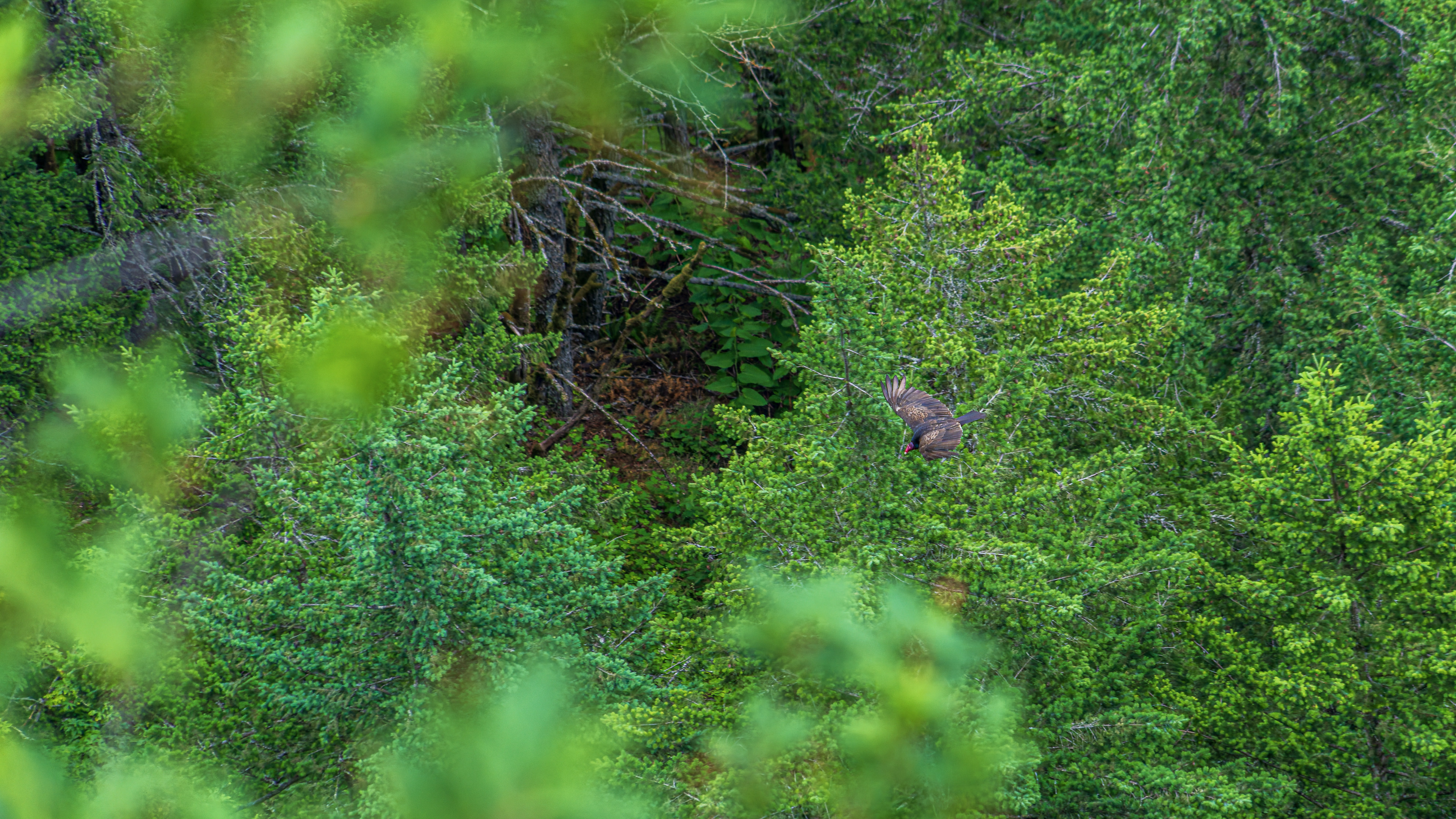 Turkey Vulture at The Columbia River Gorge