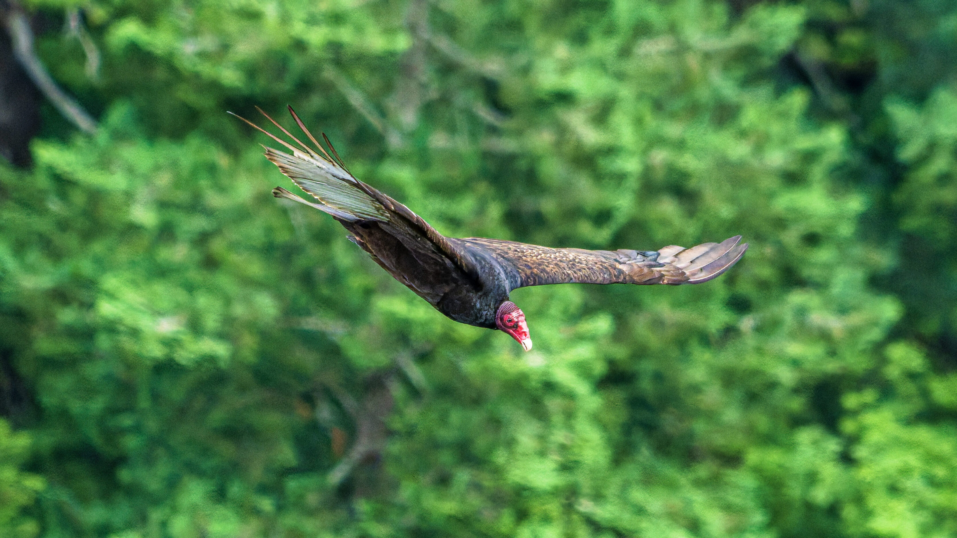 Turkey Vulture at The Columbia River Gorge