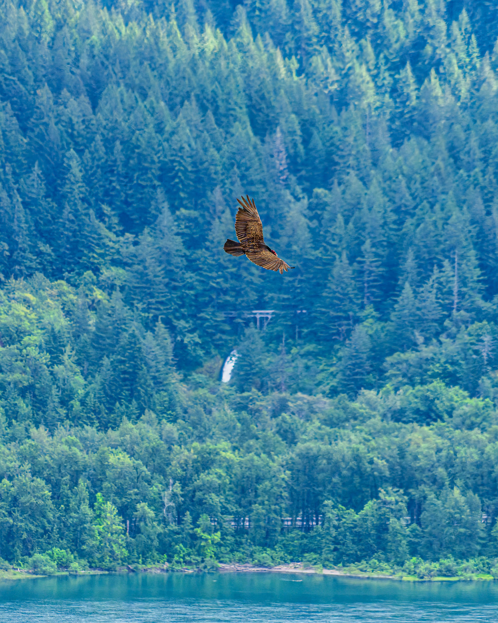 Turkey Vulture at The Columbia River Gorge