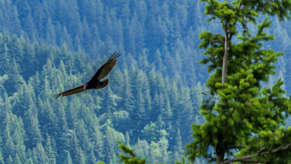Turkey Vulture at The Columbia River Gorge