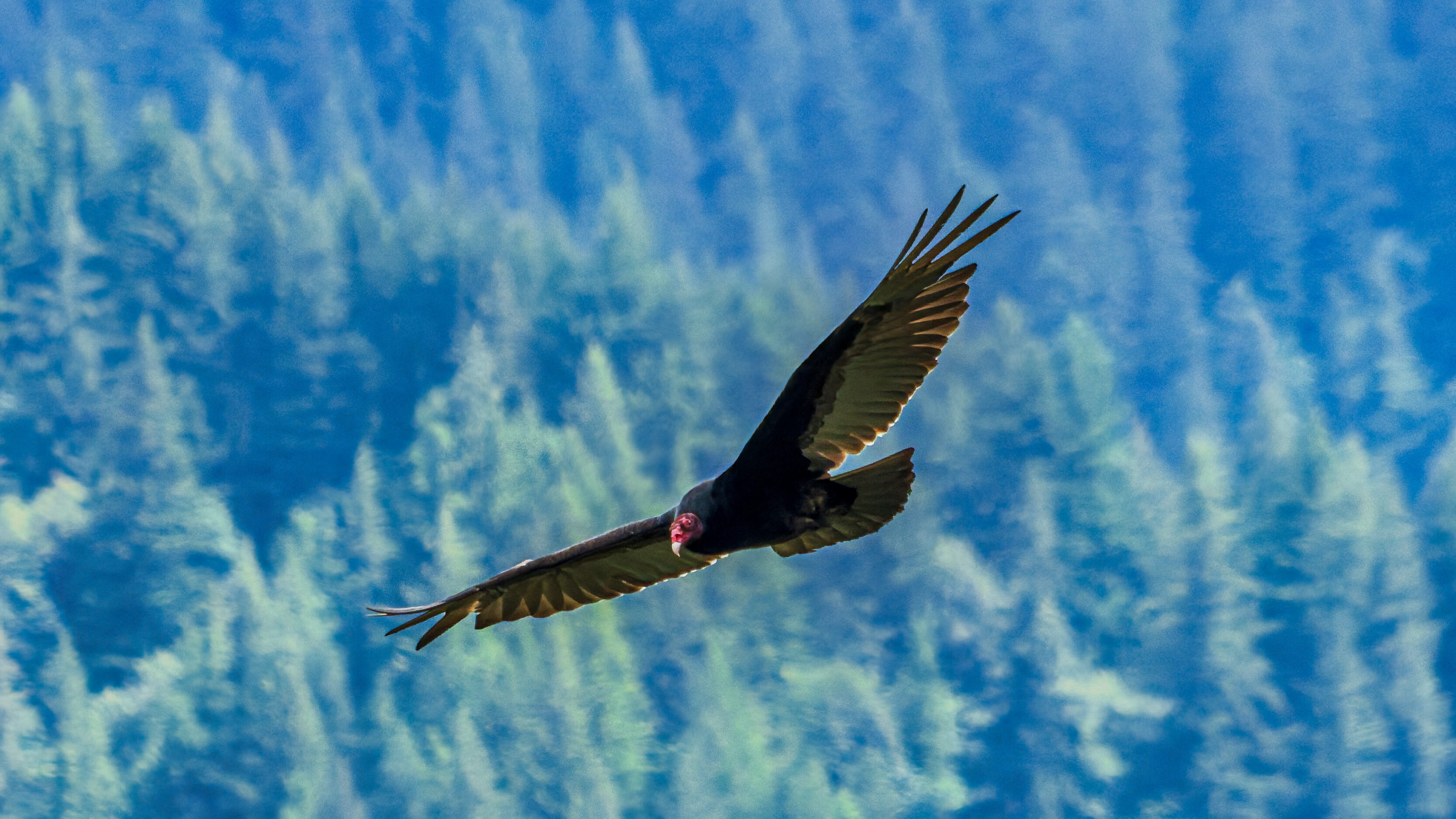 Turkey Vulture at The Columbia River Gorge