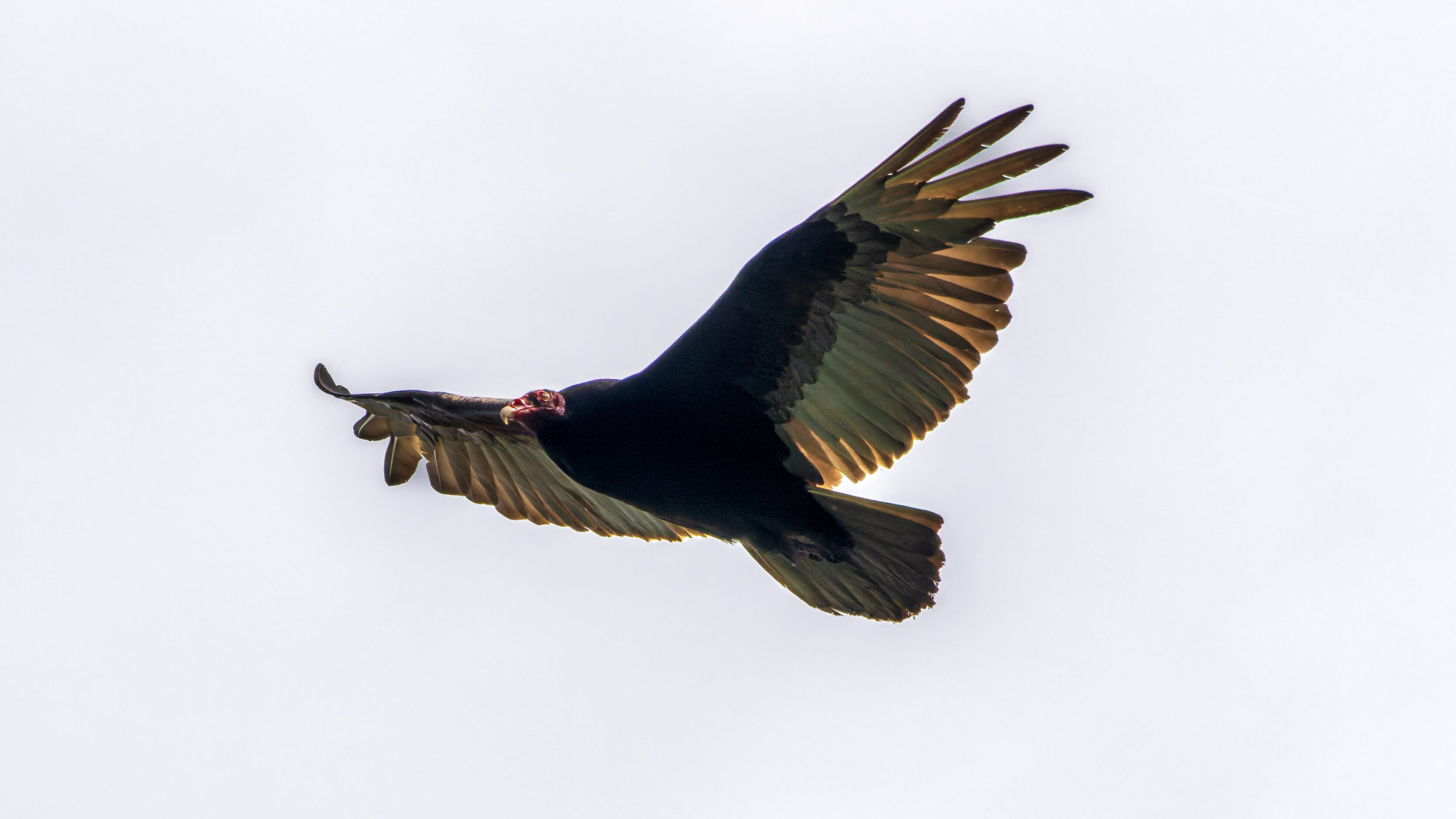 Turkey Vulture at The Columbia River Gorge