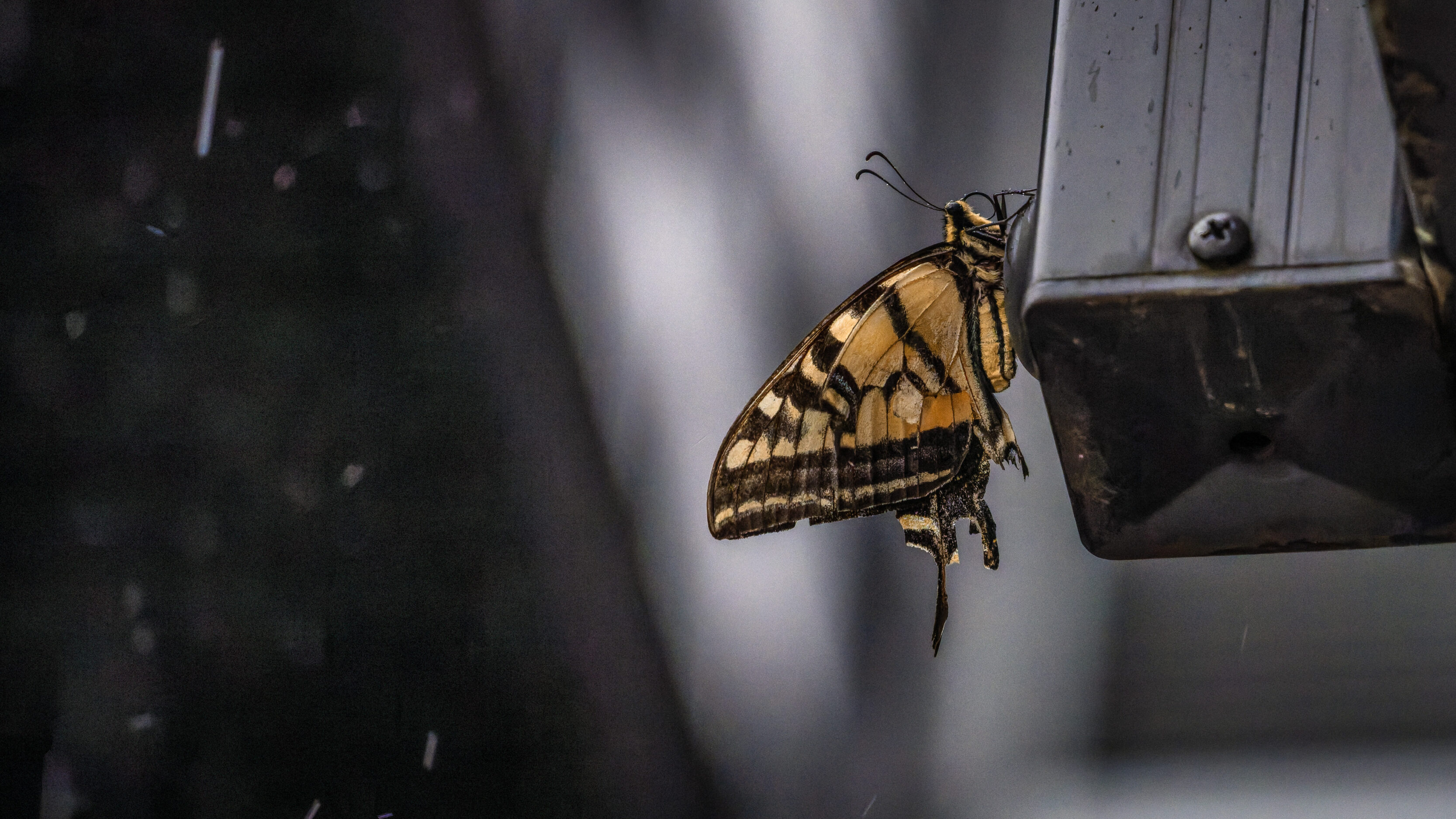 Butterfly in the rain