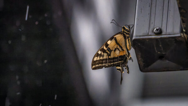 Orange-and-black butterfly perched on the edge of a metal mailbox in a dim setting, its wings folded together.
