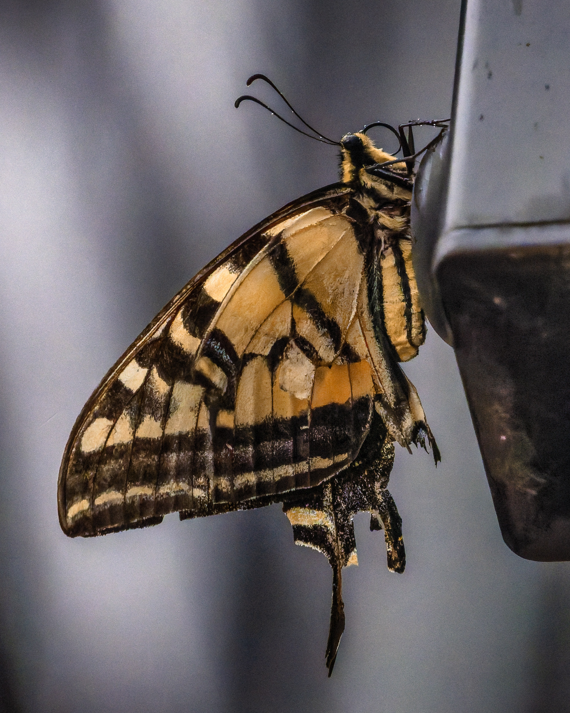 Butterfly in the rain