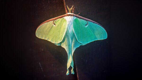 A Beautiful North American Luna Moth