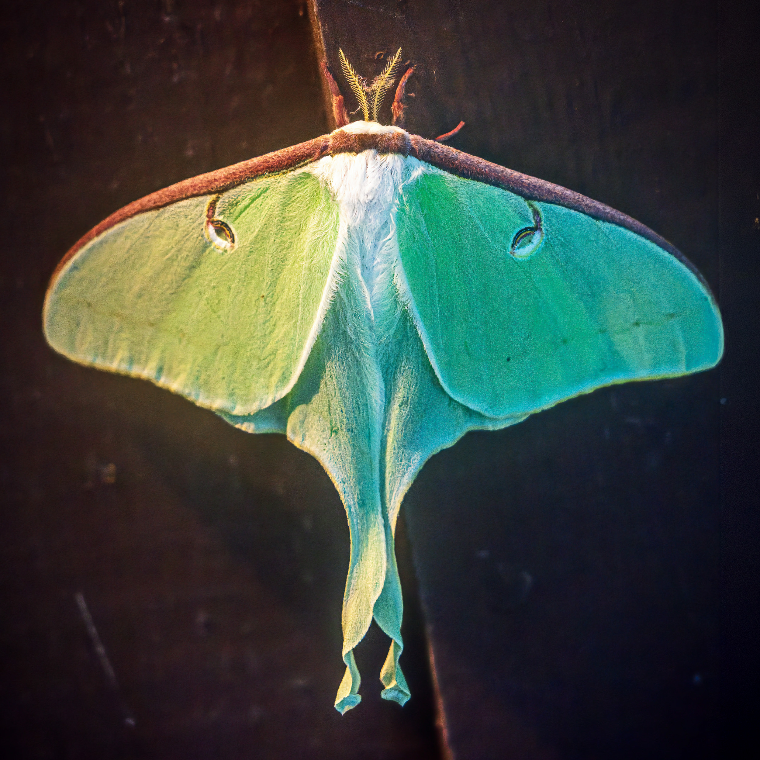 A Beautiful North American Luna Moth