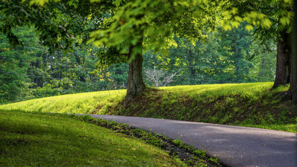 Winding paved path through a sunlit park with green grass and trees nearby; dappled sunlight on leaves.