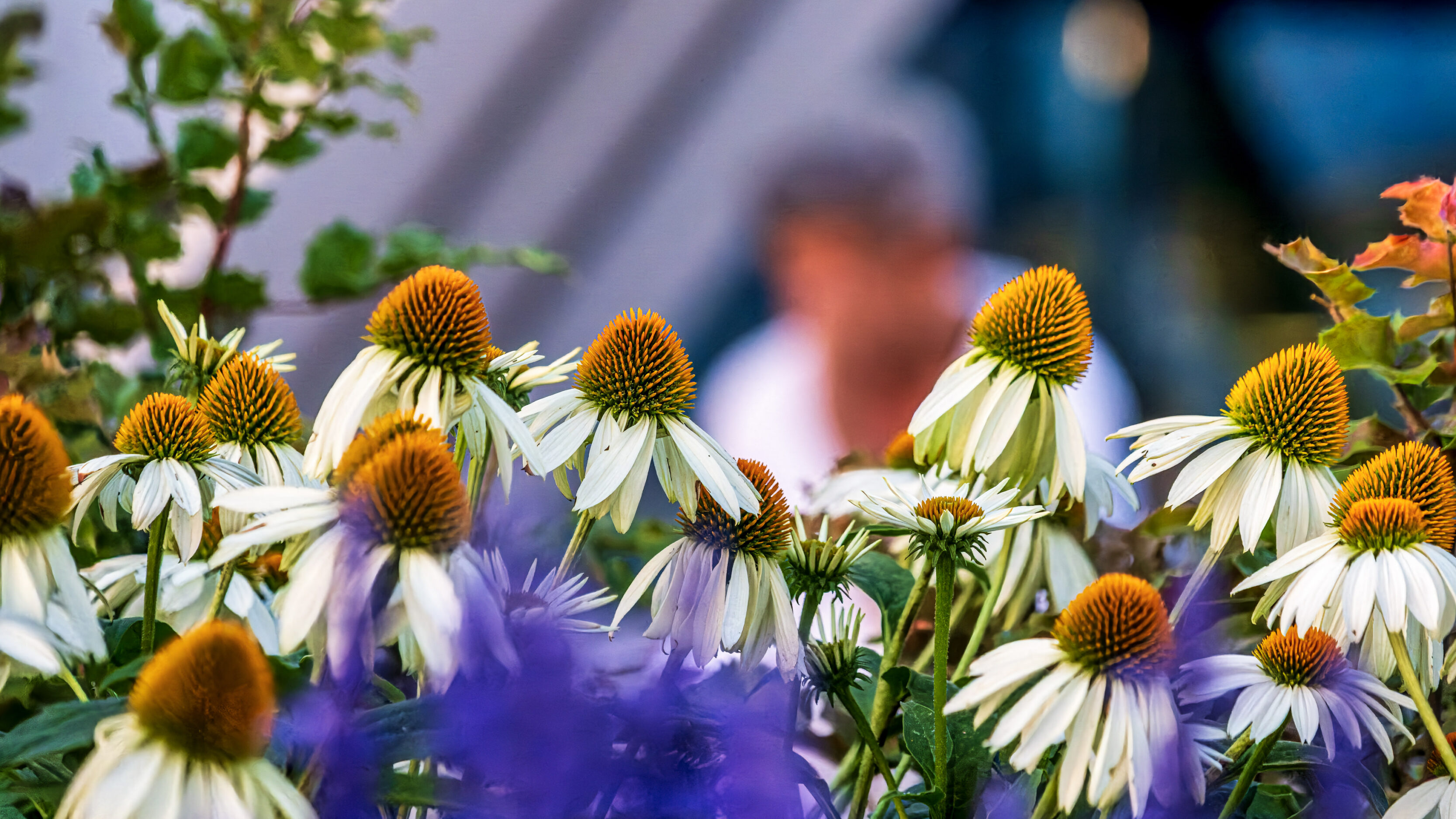 Coneflowers at Grant Street Pier