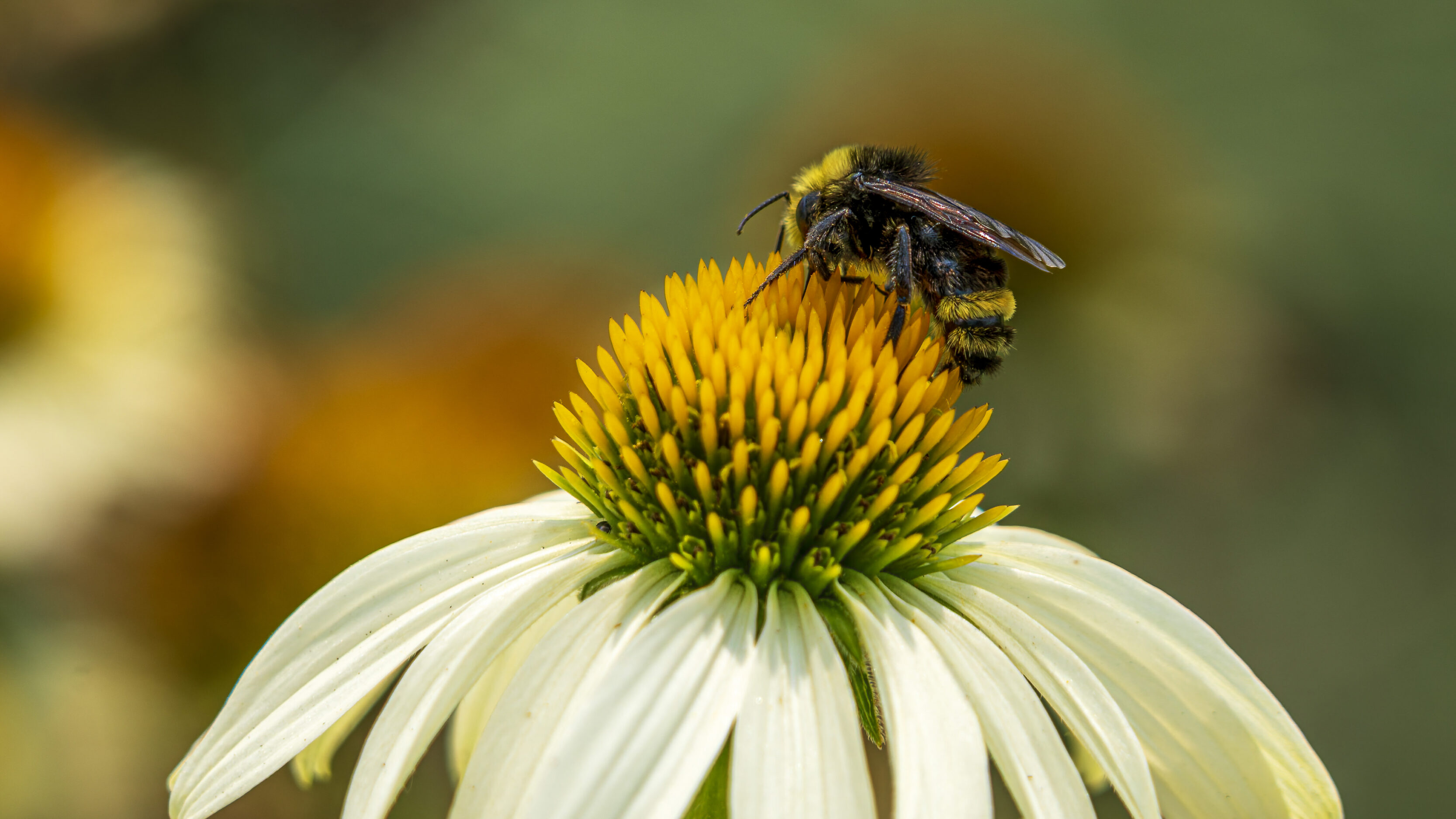 Chasing Bees In A New Location
