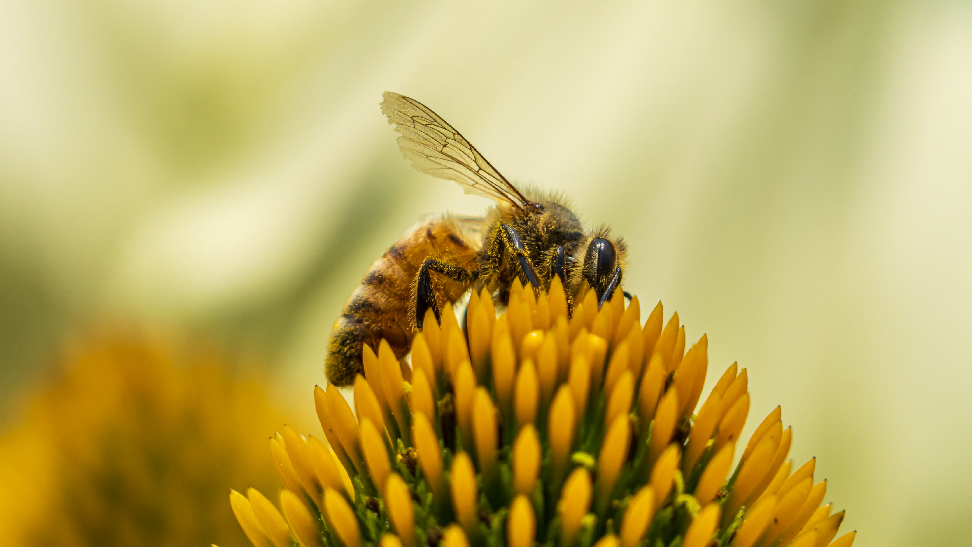 Chasing Bees In A New Location