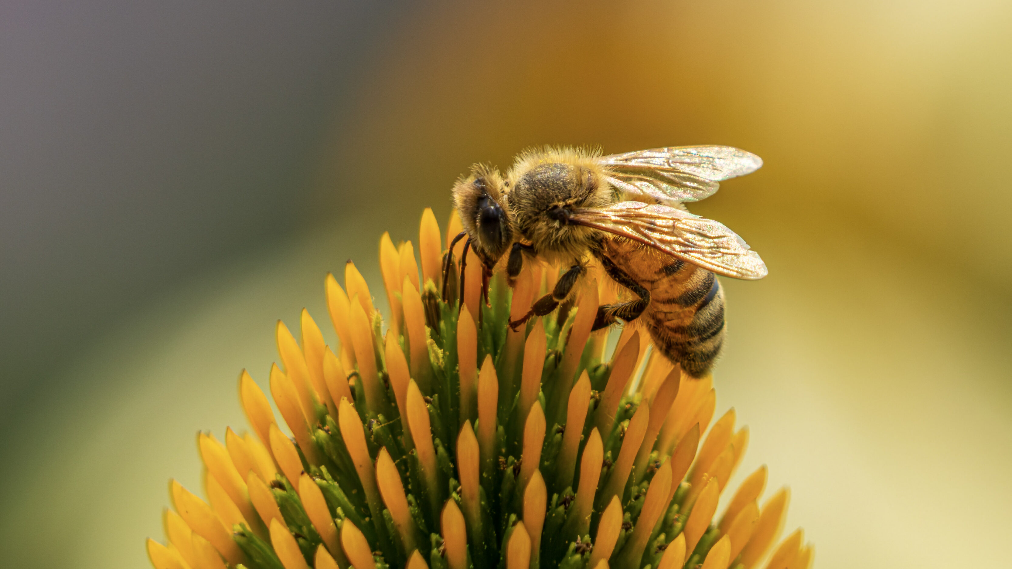 Chasing Bees In A New Location