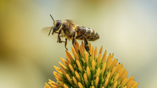 Chasing Bees In A New Location