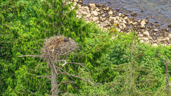 An Osprey Nest At The Cape Horn Outlook