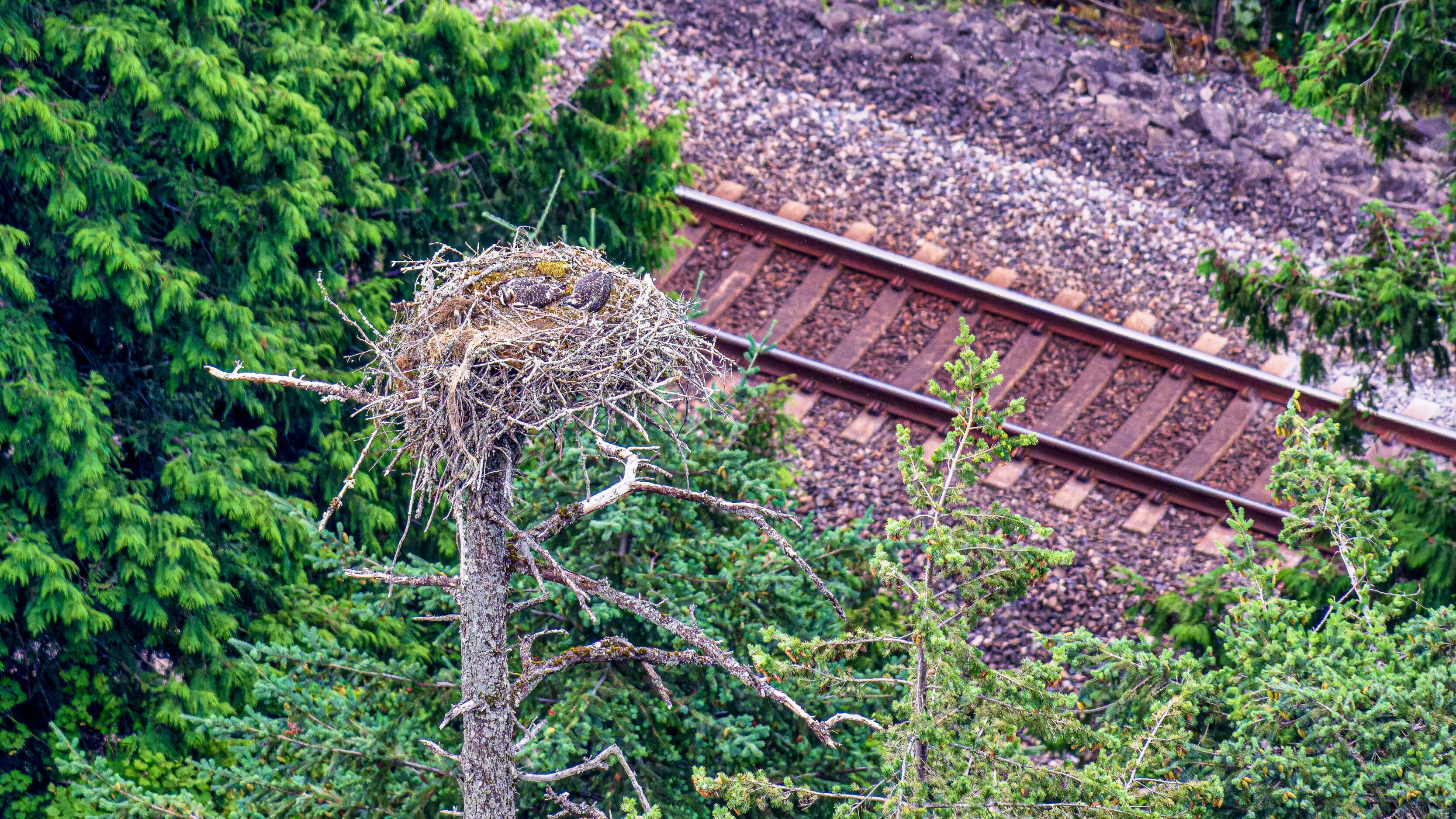 Bird's nest perched on a bare branch in the foreground, with railroad tracks and green trees in the background.