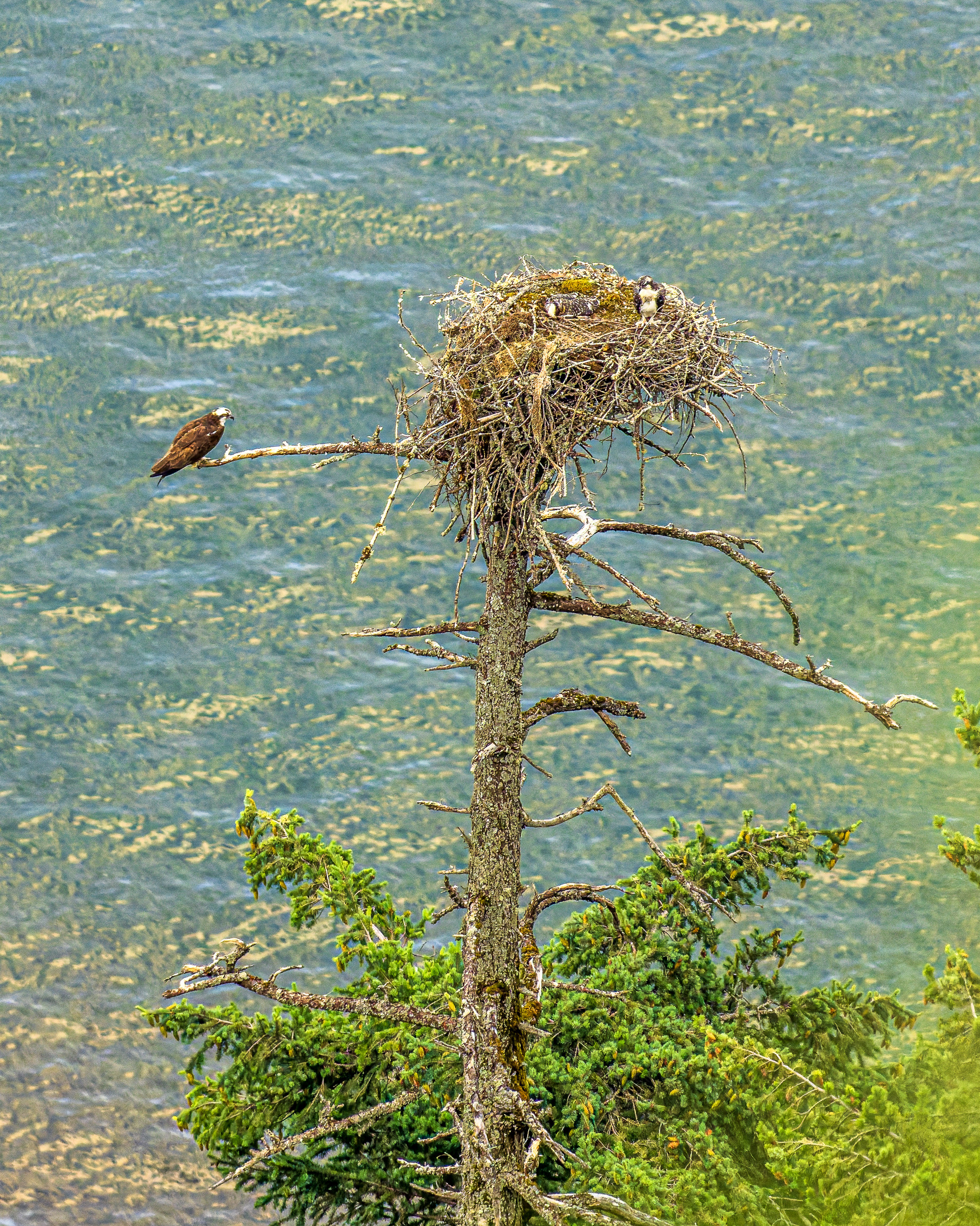 Dead tree with a large twig nest at the top, a bird perched on the nest against a blue-green water backdrop.