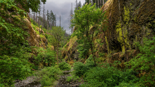 Oneonta Gorge