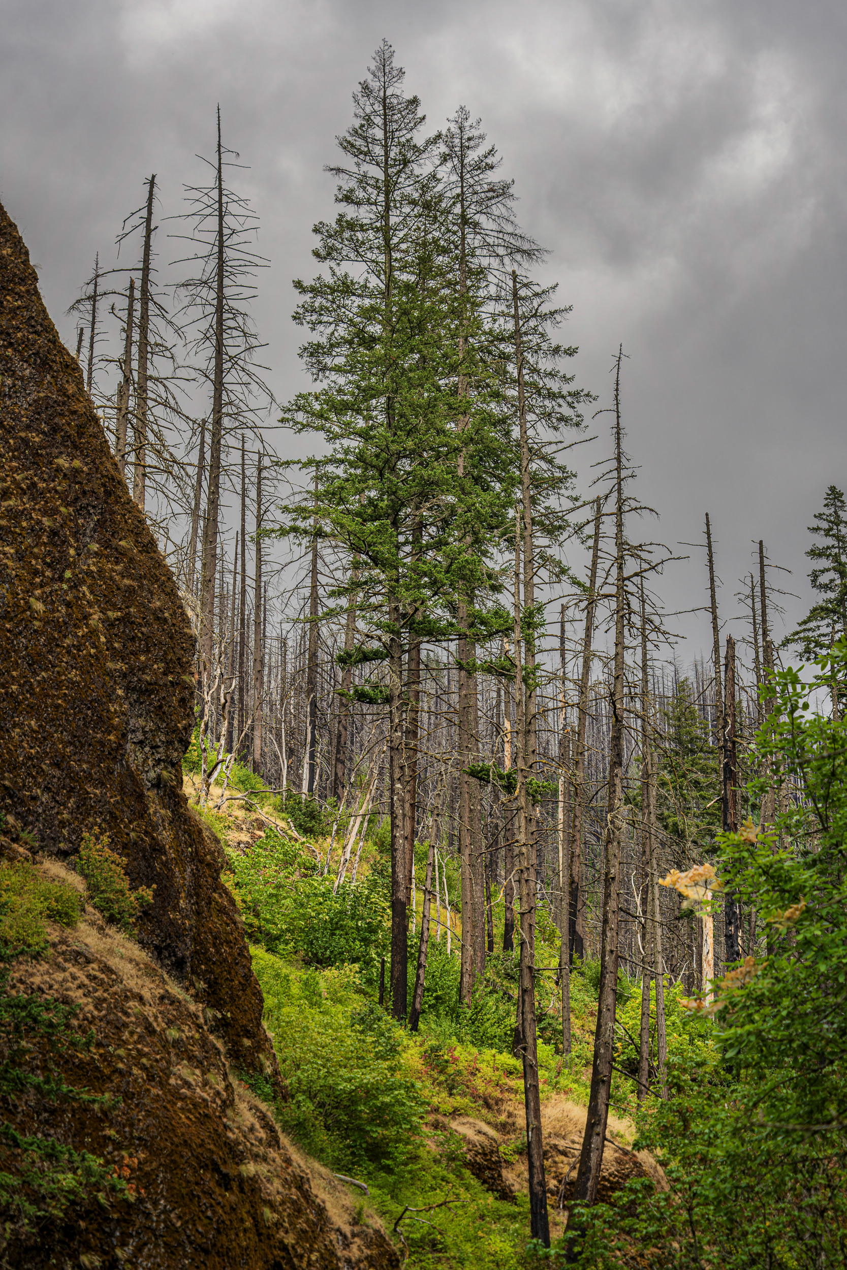 Rocky slope in the foreground with green shrubs and a stand of bare dead trees under a gray, stormy sky