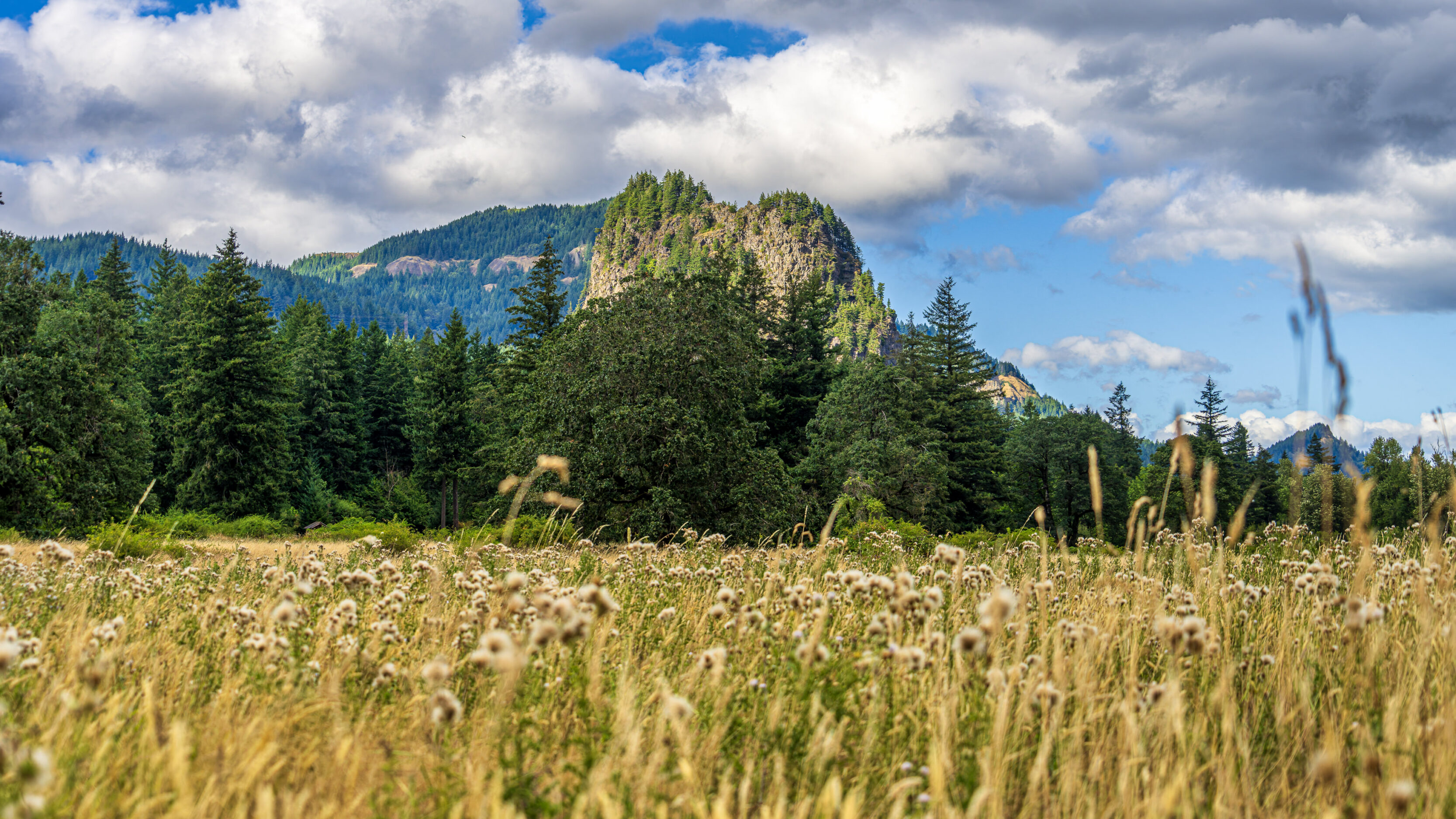 Across the meadow
