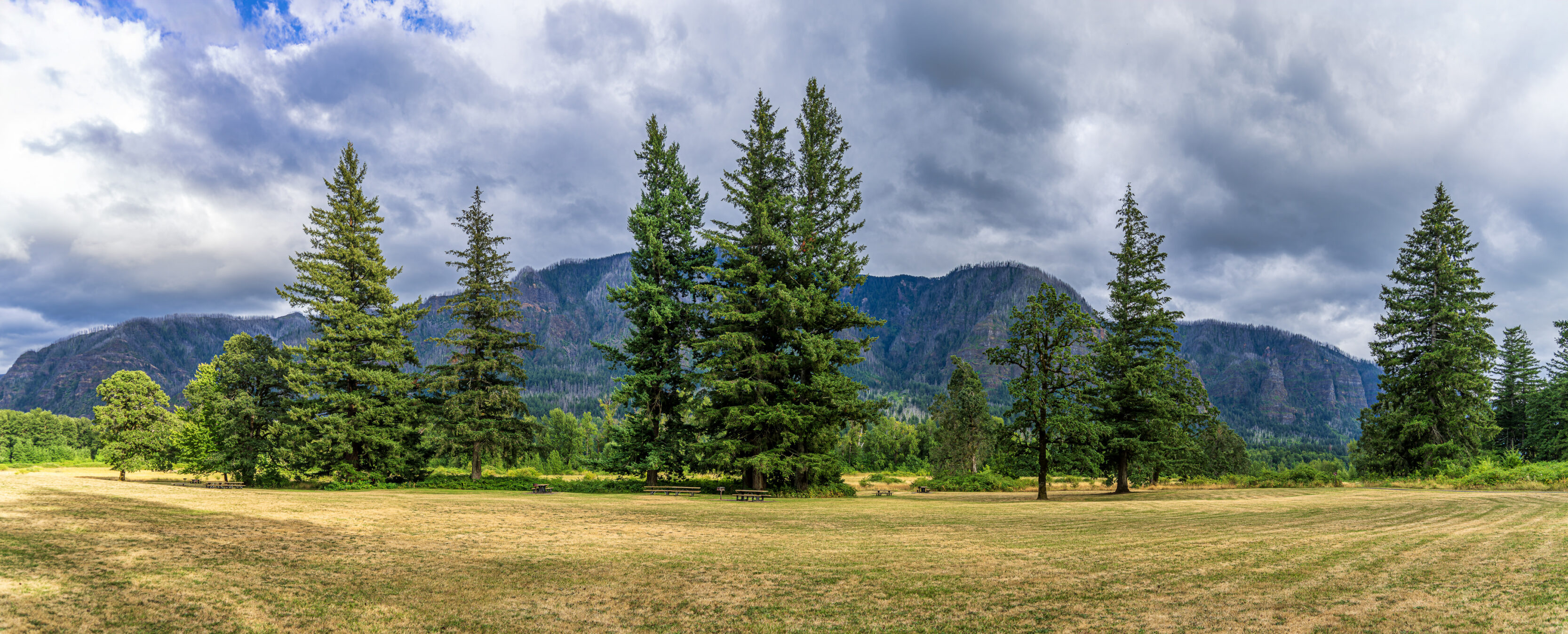 Open meadow with tall evergreen trees near a forested mountain range under a cloudy sky, conveying a serene landscape.