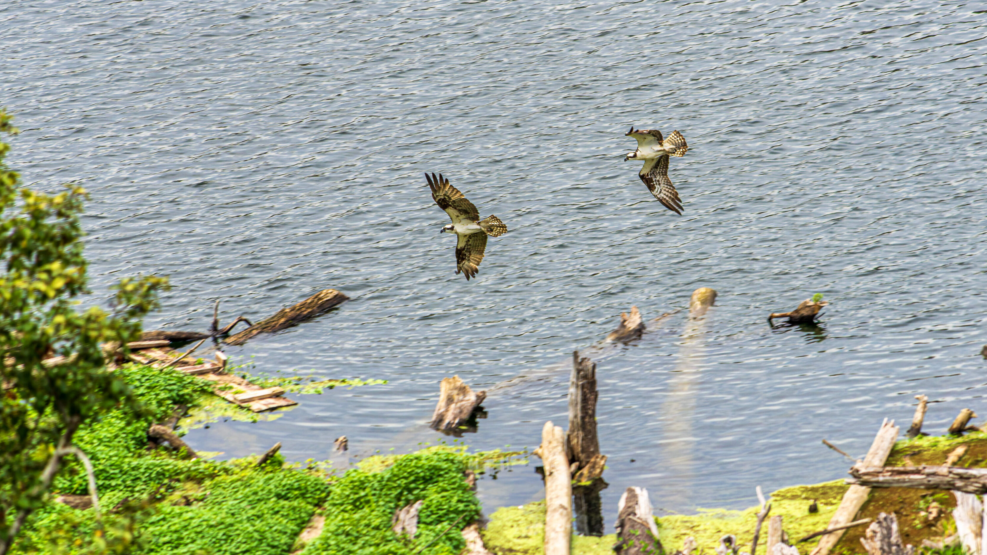 Osprey At The Willamette Falls Vista Point