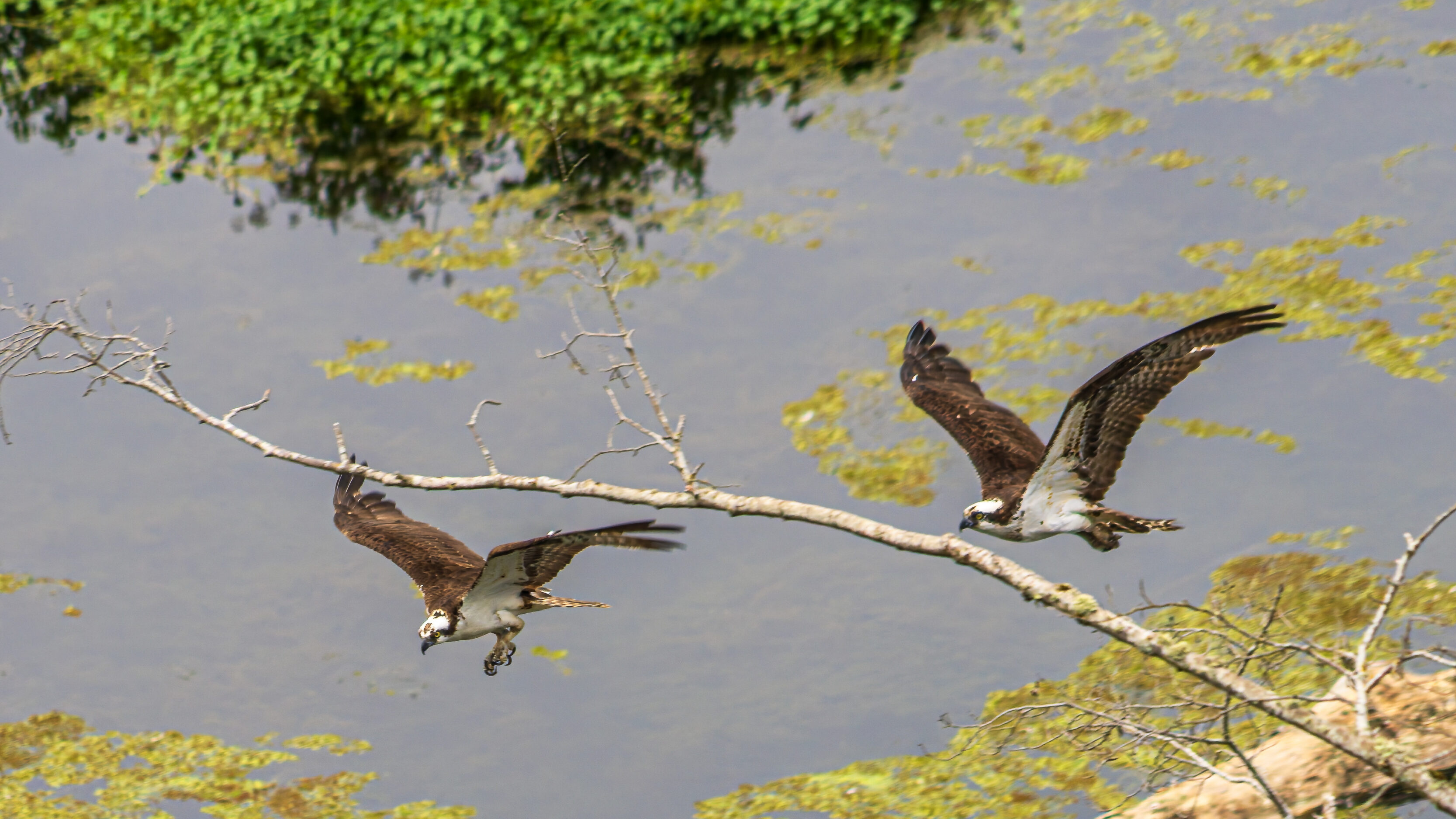 Osprey At The Willamette Falls Vista Point