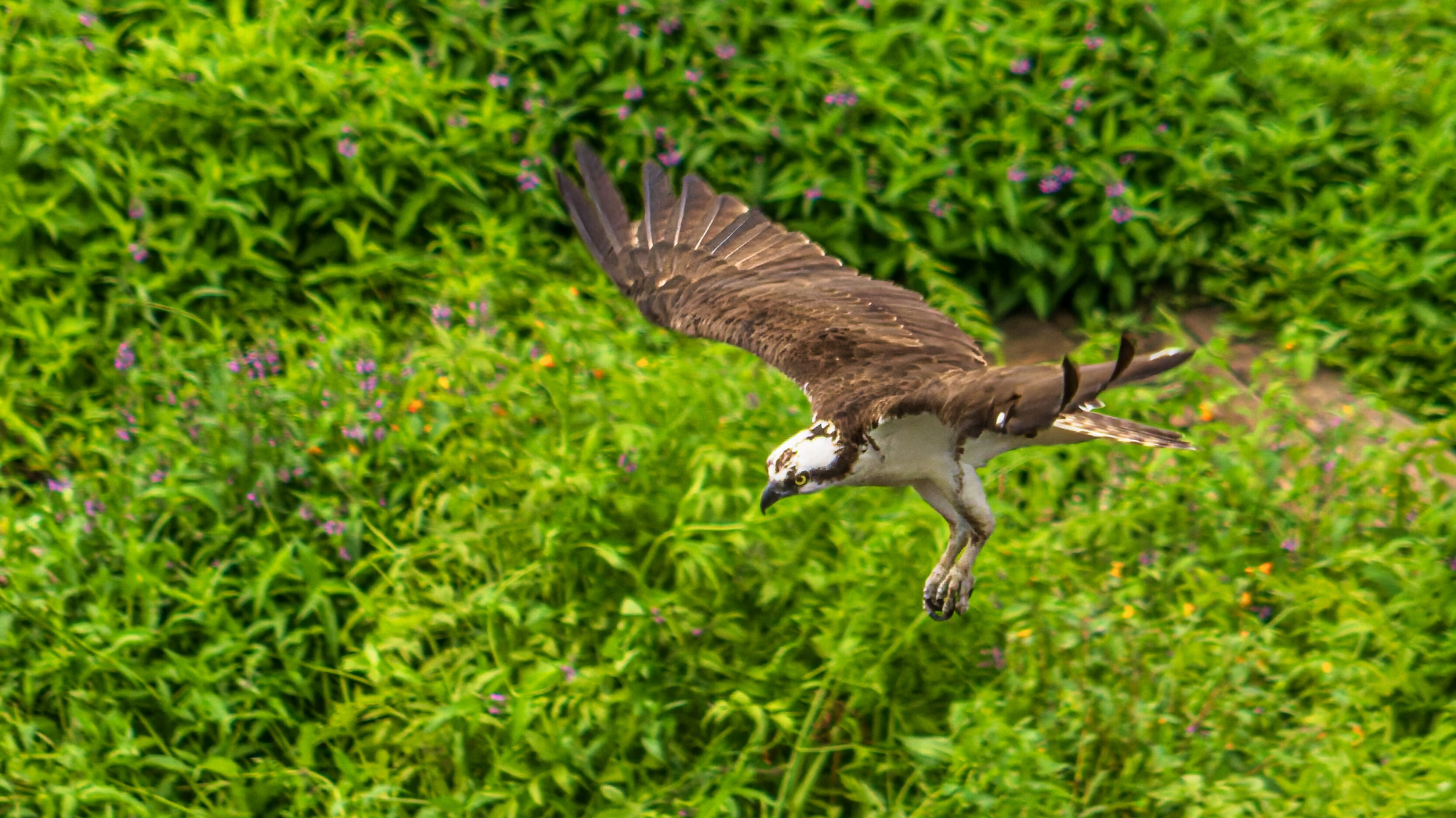 Osprey in mid-flight over a grassy, flowering field with purple blossoms in the background.