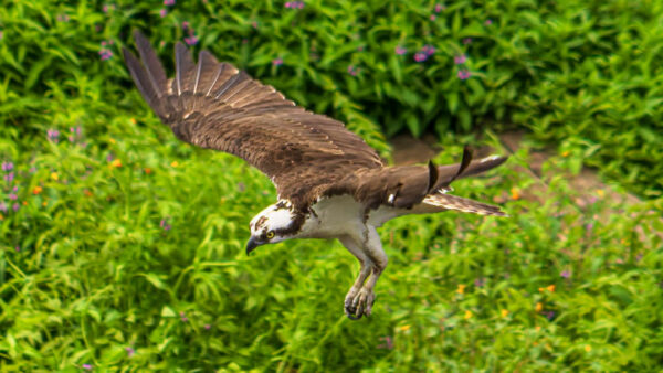 Osprey At The Willamette Falls Vista Point