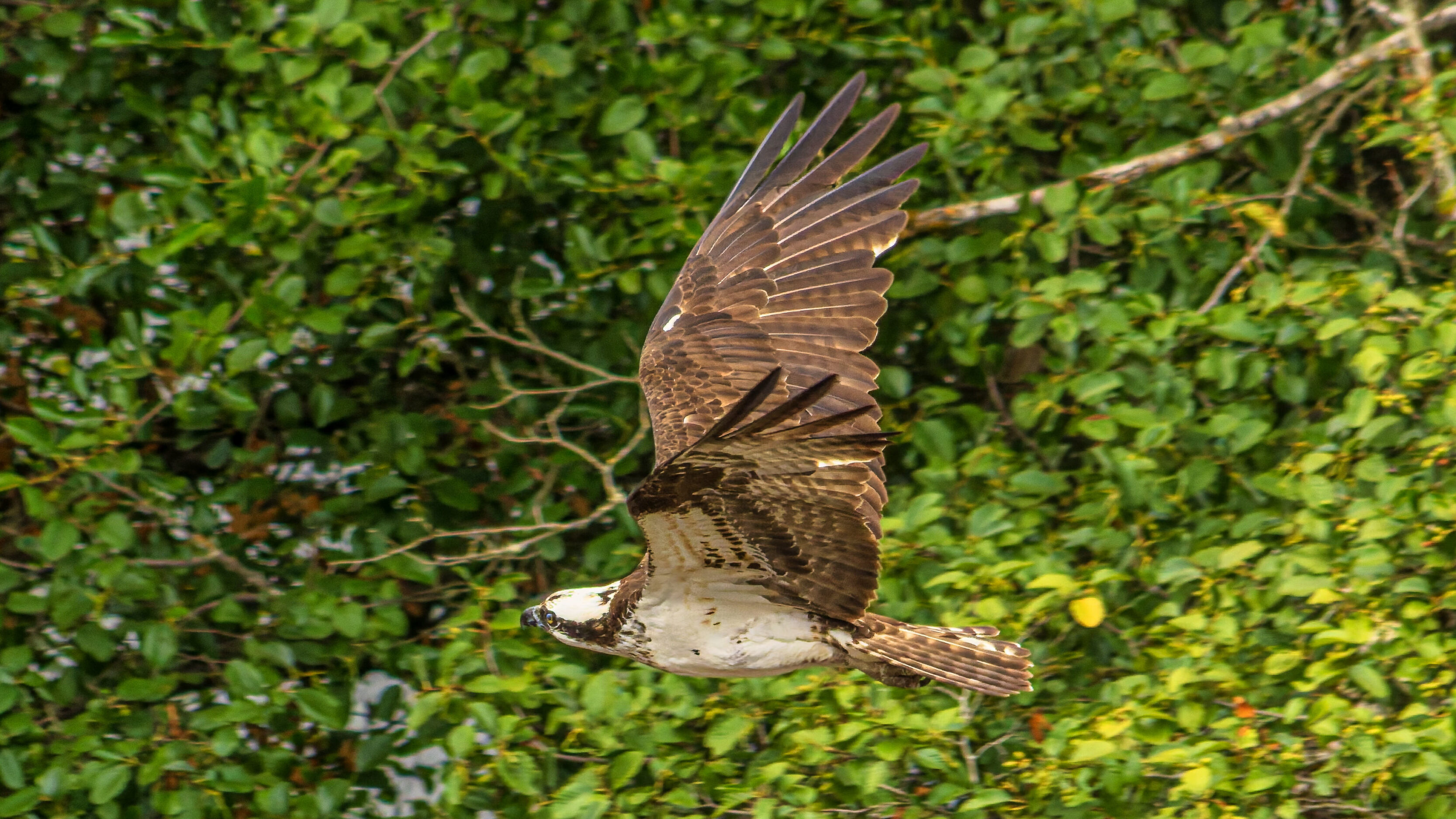 Osprey At The Willamette Falls Vista Point