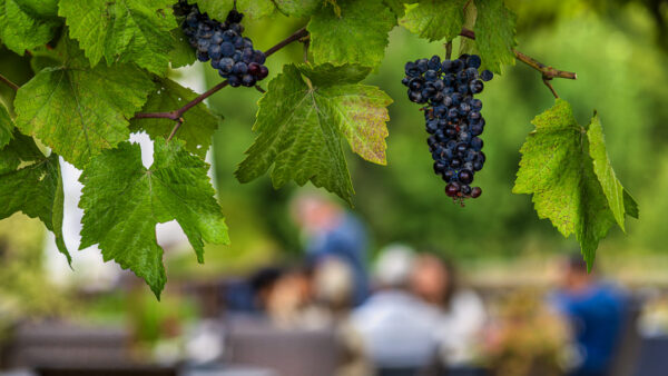 Wy’East Vineyards