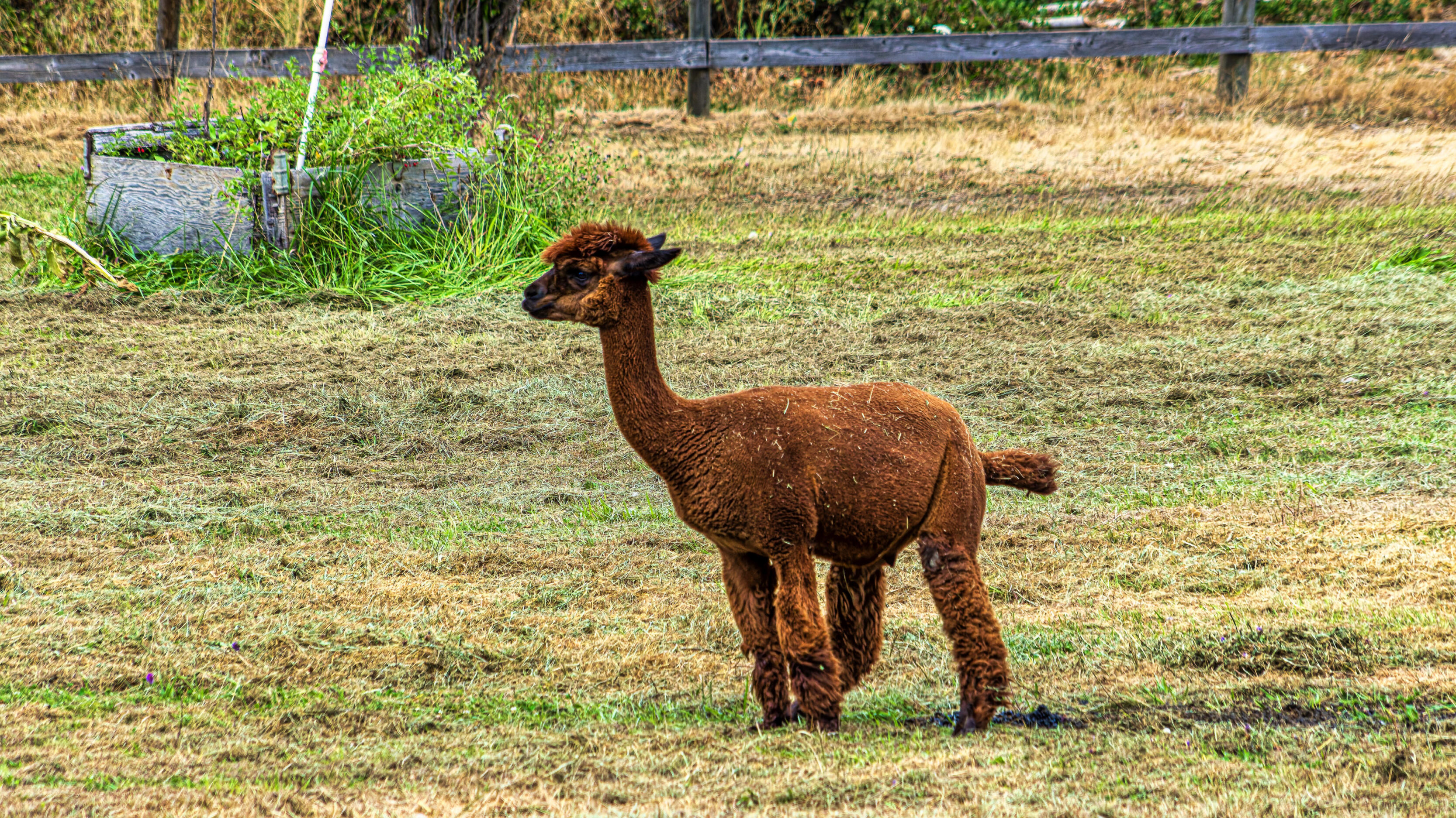 2026_08_29_Orchard_Winery_Scenic_0202-Edit_3840 ‣ In The Viewfinder alpaca at Wy’East Vineyards