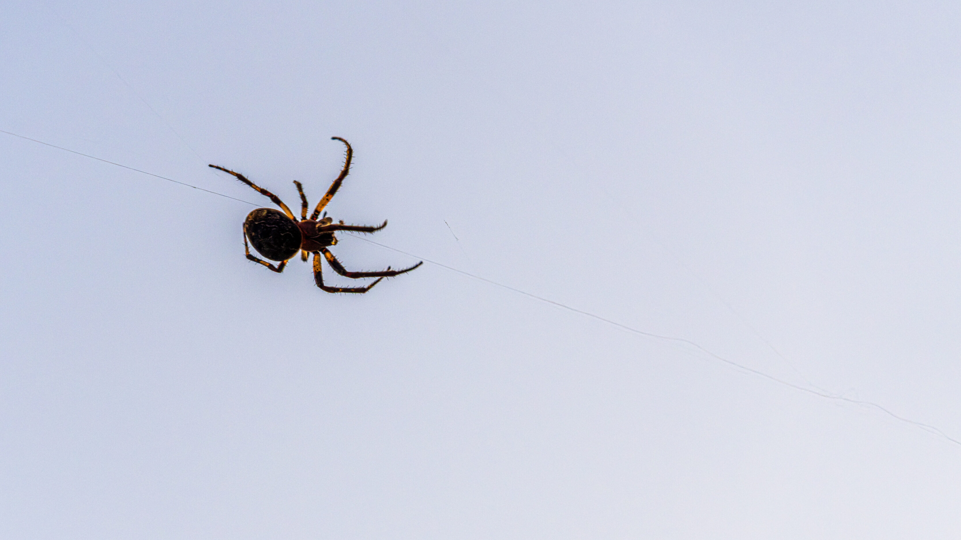 Along Came A Spider