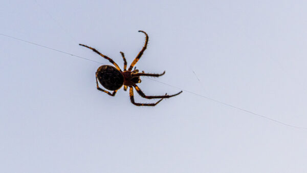 Along Came A Spider