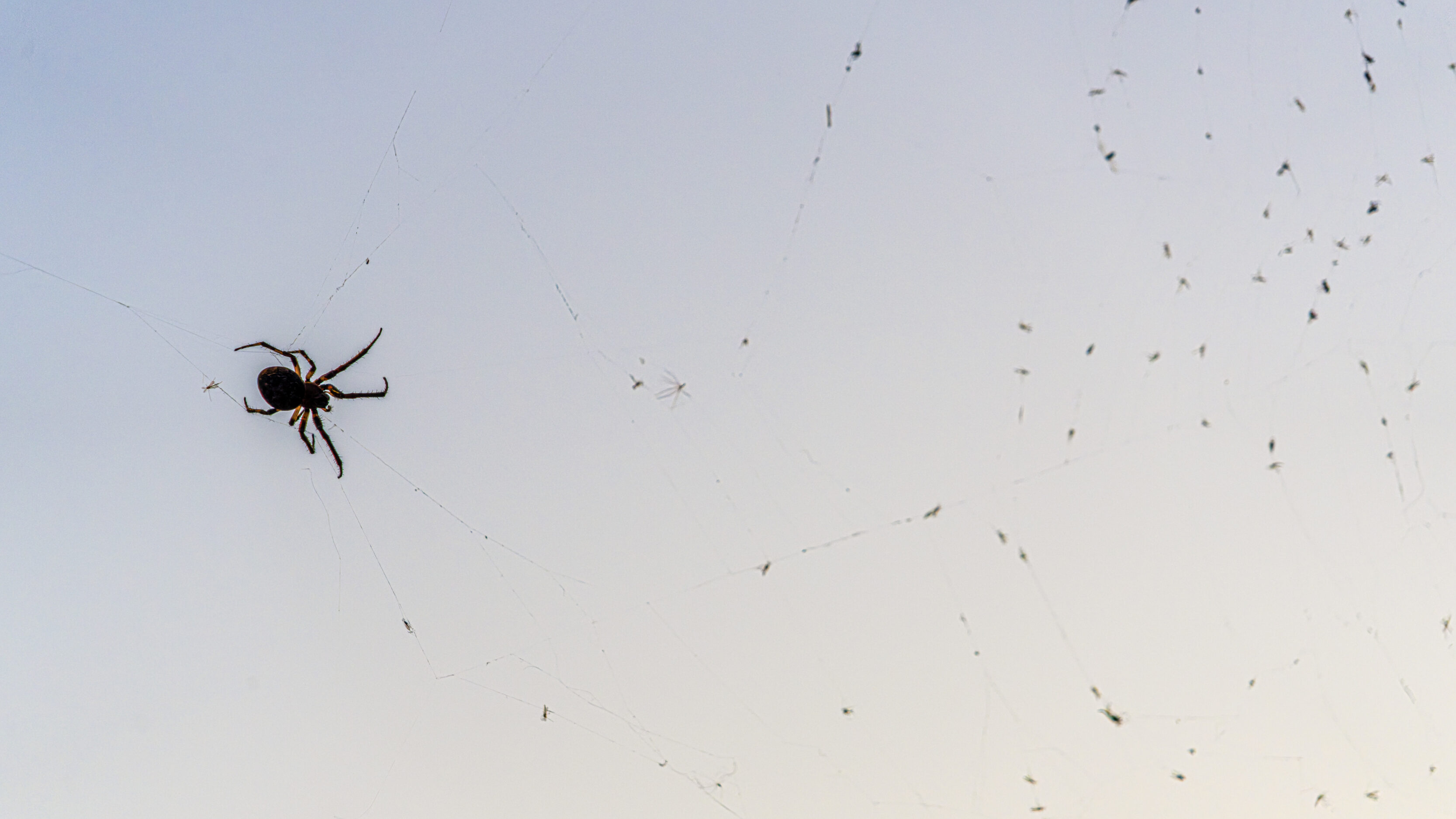 Along Came A Spider