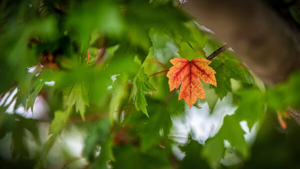 Orange maple leaf stands out among green foliage in a soft, blurred background