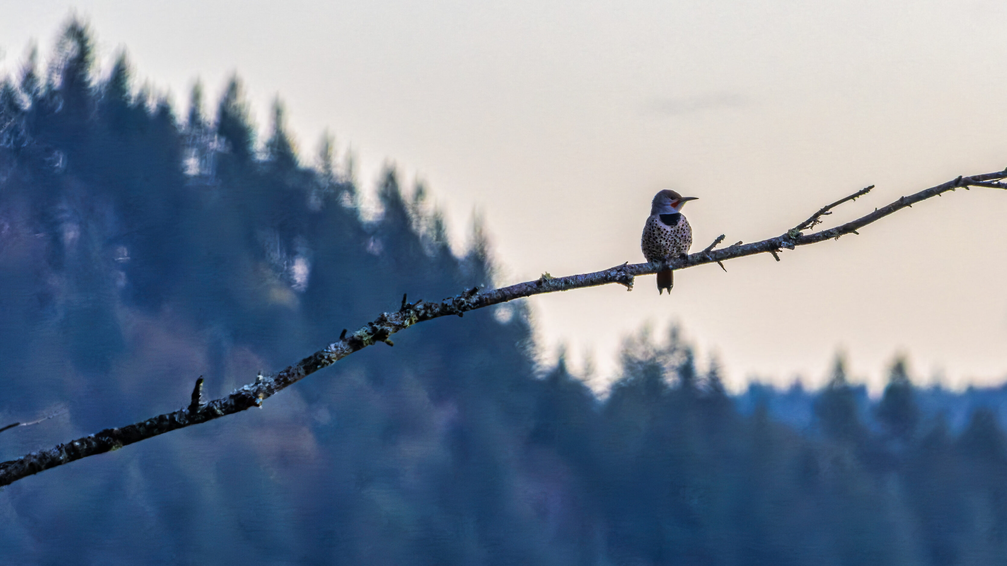 2026_09_26_Columbia_River_Gorge_0029-Edit_3840 ‣ In The Viewfinder little bird on a tree limb at the cape horn viewpoint