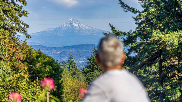 Person with gray hair seen from behind, gazing at a snow-capped mountain framed by evergreen trees. A perfect frame.