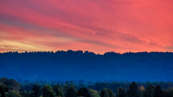 Sunset over a forested horizon with pink and orange sky and blue misty hills.