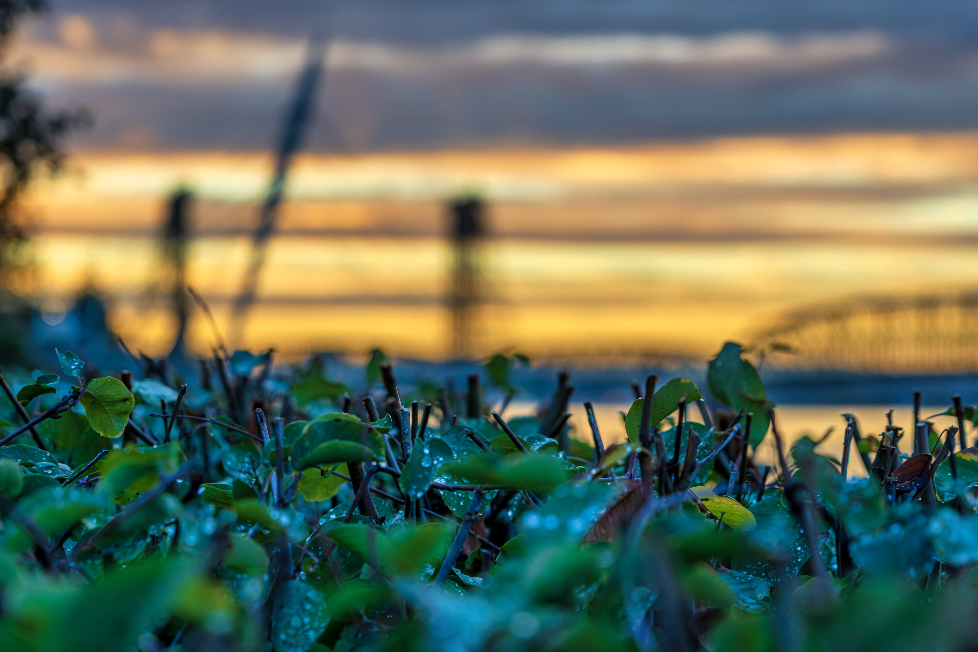 Close-up foreground of green leaves and twigs with a blurred golden sunset over water in the background.